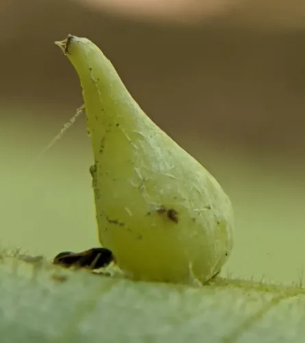 Hickory Onion Gall Midge