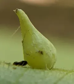 Hickory Onion Gall Midge thumbnail 1