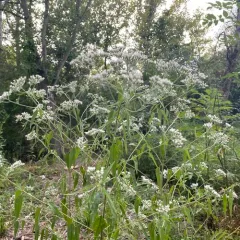 late boneset thumbnail 4