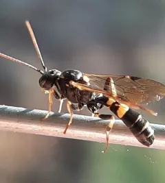 Exenterus amictorius thumbnail 1