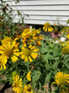 Alternate Cuckoo Leafcutter Bee thumbnail 2
