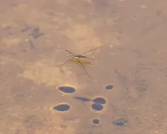 Aquarius conformis thumbnail 1