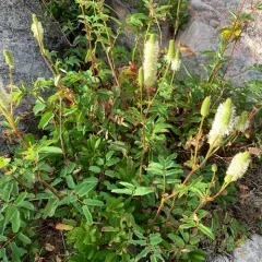 Canadian burnet thumbnail 3