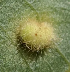 Hickory Placenta Gall Midge thumbnail 2
