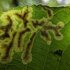 Pecan Leafminer Moth thumbnail 2