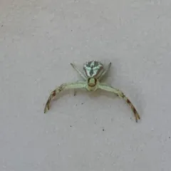 Northern Crab Spider thumbnail 3