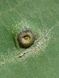 Phylloxera foveola thumbnail 2
