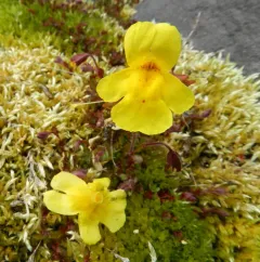 Subalpine Monkeyflower thumbnail 3