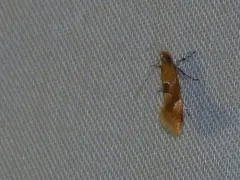 Beautiful Dafa Moth thumbnail 2