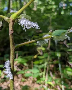 Butternut Woollyworm Sawfly thumbnail 2