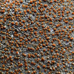 Sulphur Firedot thumbnail 2