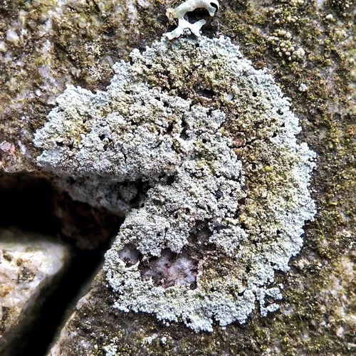 Zoned Dust Lichen