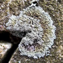 Zoned Dust Lichen thumbnail 1