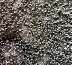 Mortar Rim Lichen thumbnail 2