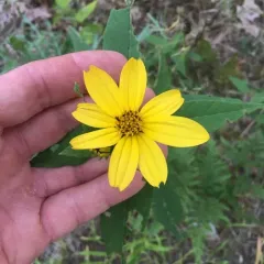 woodland sunflower thumbnail 4