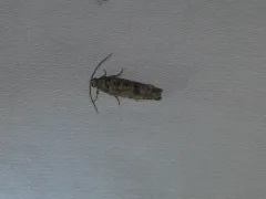 Gray Retinia Moth thumbnail 2