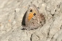 Mead’s Wood-Nymph thumbnail 4