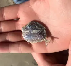 Atlantic Moonfish thumbnail 2