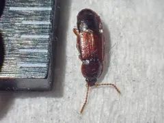 Crenate Ocellate Rove Beetle thumbnail 3
