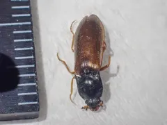 Metanomus insidiosus thumbnail 3