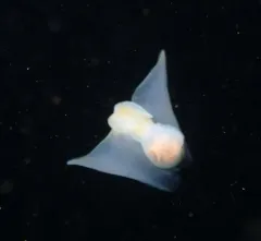 Pacific Batwing Seaslug thumbnail 1