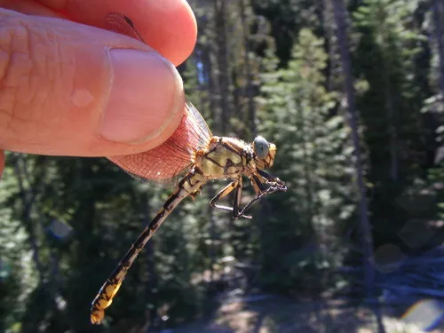 Great Basin Snaketail