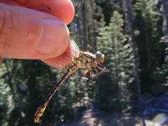 Great Basin Snaketail thumbnail 1
