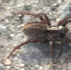 Spinyrib Wolf Spider thumbnail 2