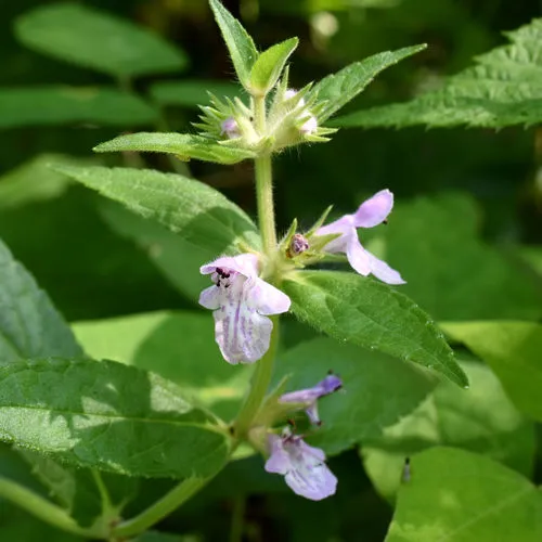 Marsh Woundwort