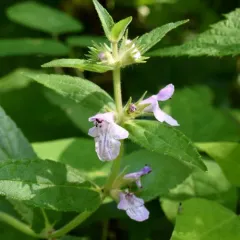Marsh Woundwort thumbnail 1