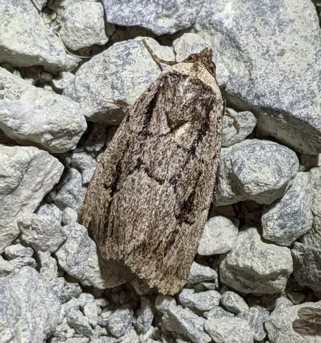 Sympistis fifia