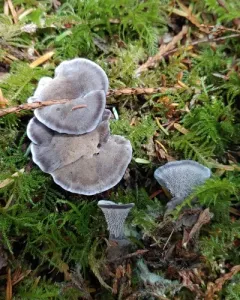 Phellodon atratus thumbnail 1