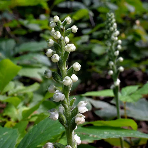 downy rattlesnake plantain