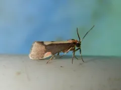 Packard's Lichen Moth thumbnail 4