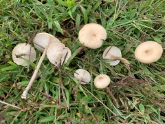 Melanoleuca griseobrunnea thumbnail 3