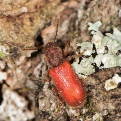 Blood-colored Checkered Beetle thumbnail 2