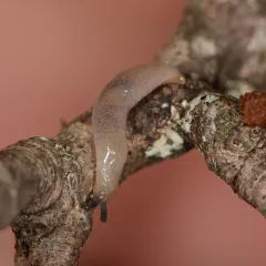 Pale Mantleslug thumbnail 2