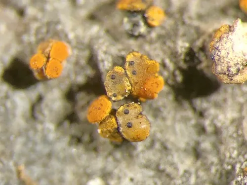 Muellerella lichenicola