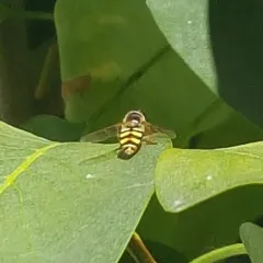 Western Aphideater thumbnail 2