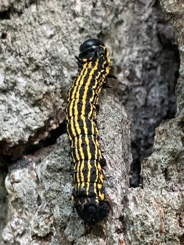 Hornless Oakworm Moth