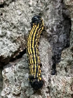 Hornless Oakworm Moth