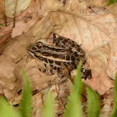 Pickerel Frog thumbnail 1