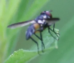 Xanthomelanodes arcuatus thumbnail 2