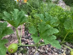 Watermelon thumbnail 2