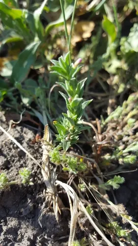 pygmy willowherb