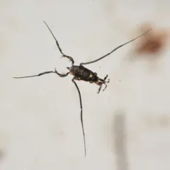 Rheumatobates rileyi thumbnail 2