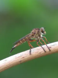 Neomochtherus auricomus thumbnail 2