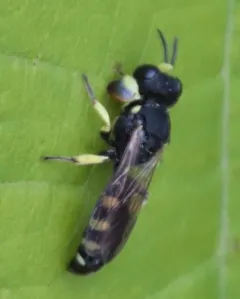Crabro tenuiglossa thumbnail 2