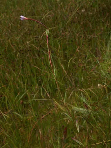 Oregon Willowherb