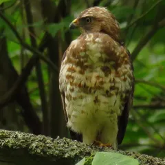 Broad-winged Hawk thumbnail 2